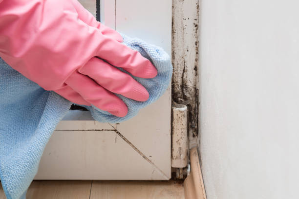 Best Mold Damage Repair  in Village Of Waukesha, WI
